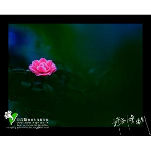 茶花