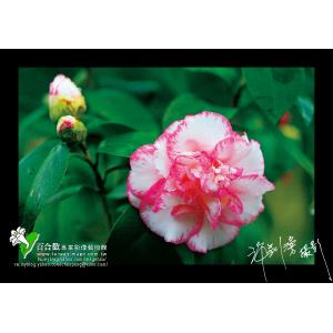 茶花