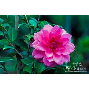 茶花