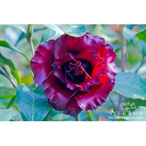 茶花