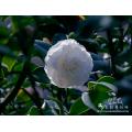 茶花