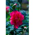 茶花