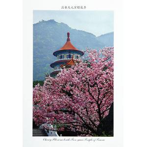 淡水天元宮櫻花季