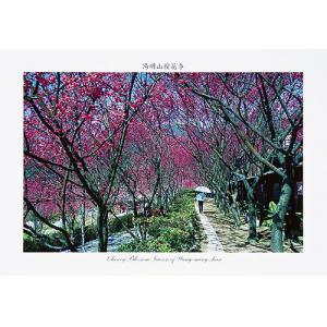 陽明山櫻花季