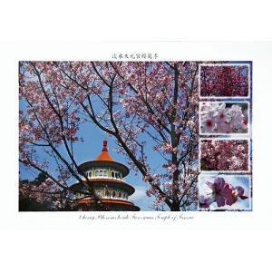 淡水天元宮櫻花季