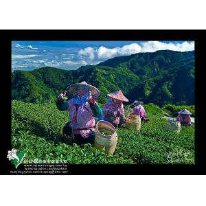 竹山採茶