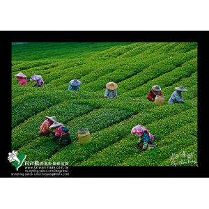 達邦採茶