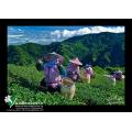 竹山採茶