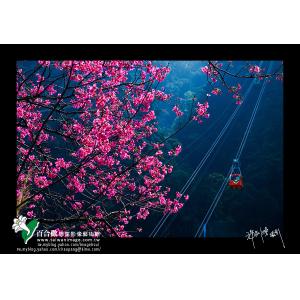 烏來春色