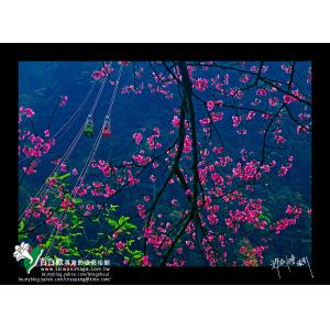 烏來春色