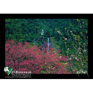 烏來櫻花