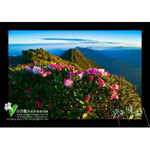 玉山杜鵑