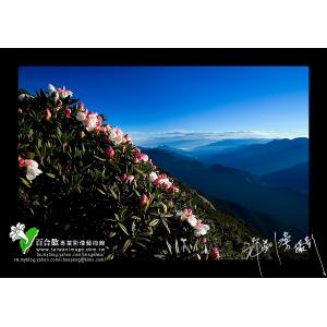 玉山杜鵑