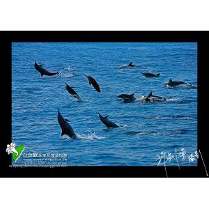 東海岸鯨豚