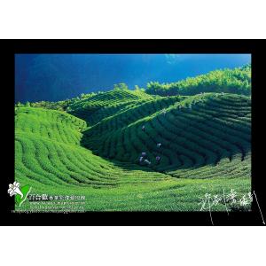八卦茶園