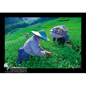竹山採茶