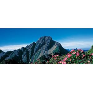 玉山杜鵑