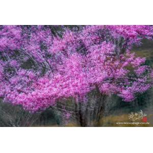 武陵櫻花