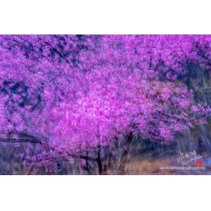 武陵櫻花