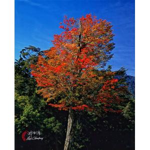 中橫楓紅