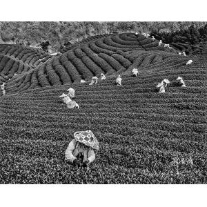 採茶
