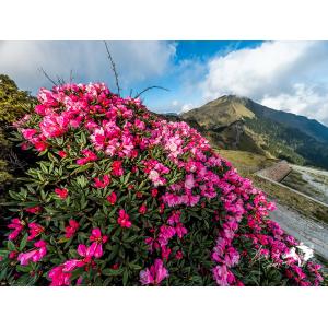 合歡山花季