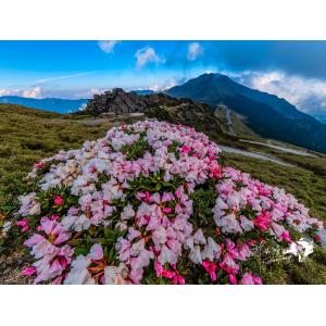 合歡山花季