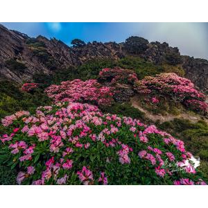 合歡山花季