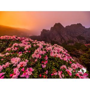 合歡山花季