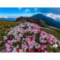 合歡山花季