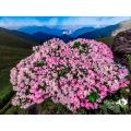合歡山花季
