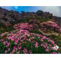 合歡山花季