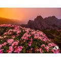 合歡山花季