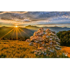 合歡山花季