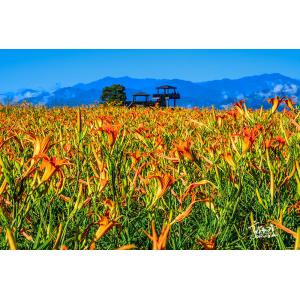 花蓮富里